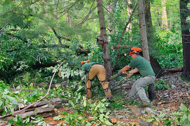 Muncy, PA Tree Care Services Company